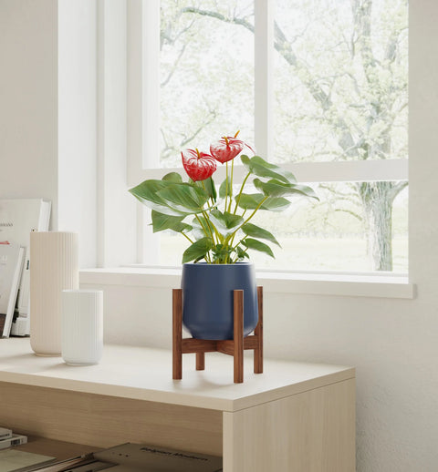 Anthurium Red