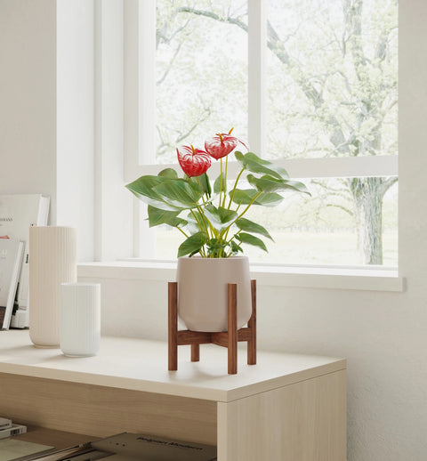 Anthurium Red