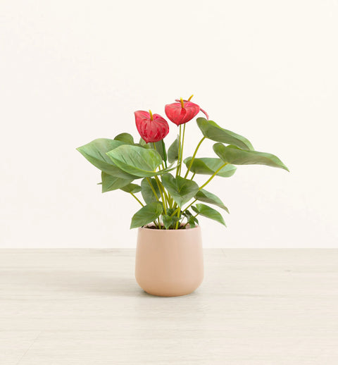 Anthurium Red