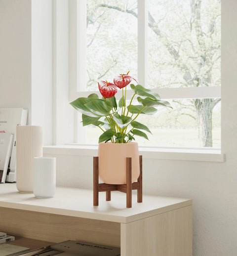 Anthurium Red