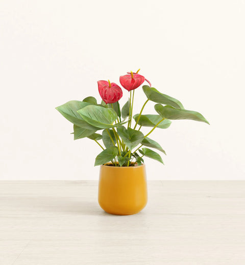 Anthurium Red