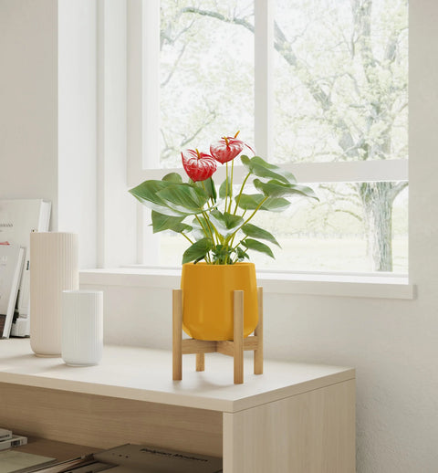 Anthurium Red