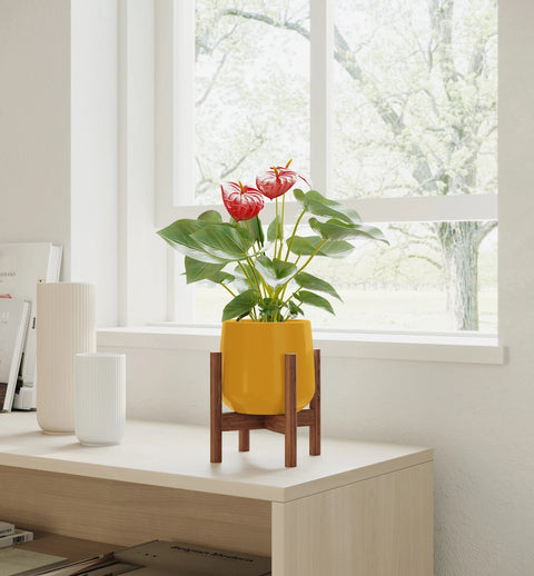 Anthurium Red