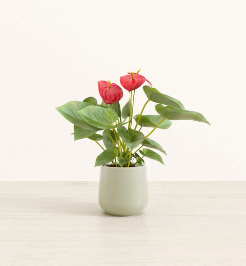 Anthurium Red