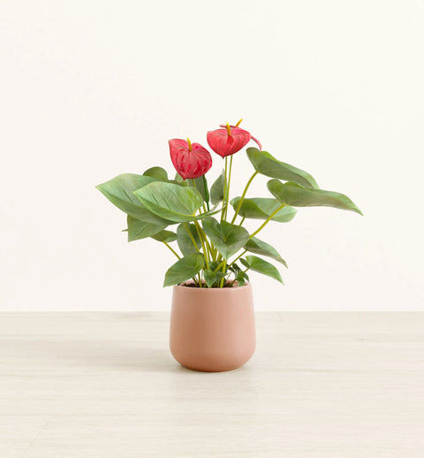 Anthurium Red