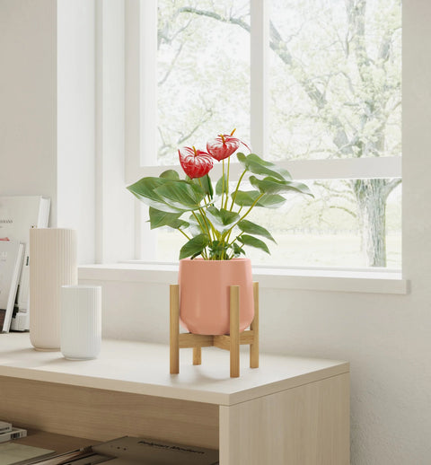 Anthurium Red