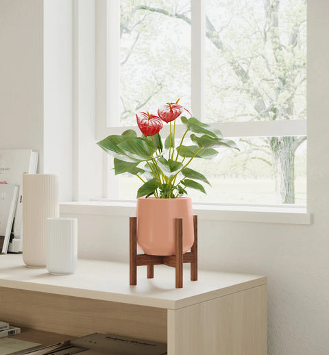 Anthurium Red