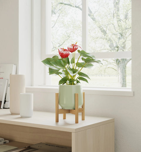 Anthurium Red