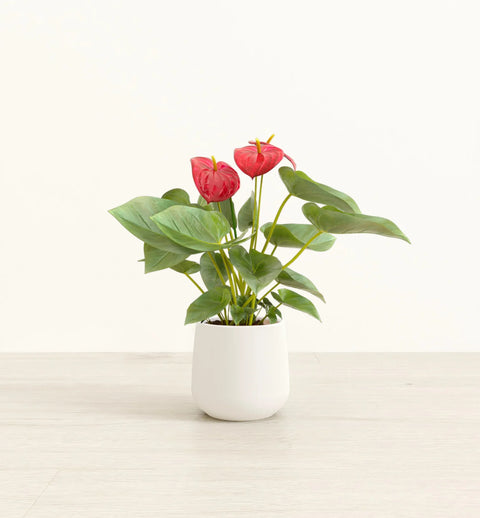 Anthurium Red