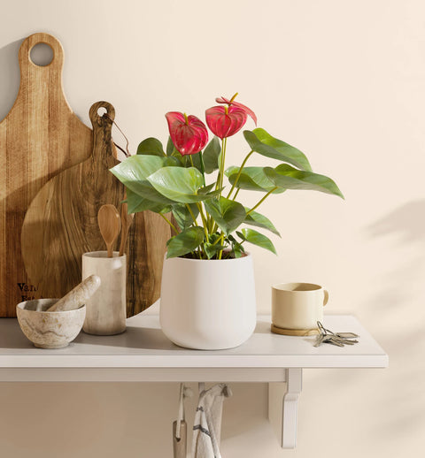 Anthurium Red