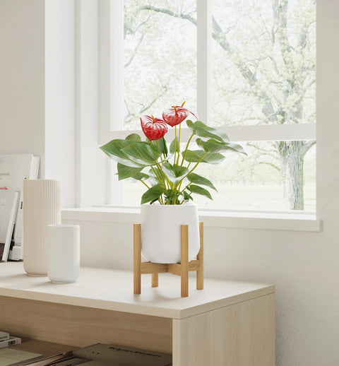 Anthurium Red