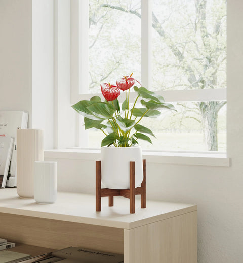 Anthurium Red