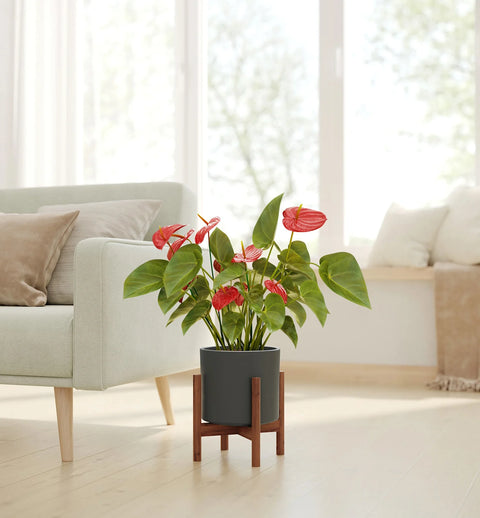 Anthurium Red