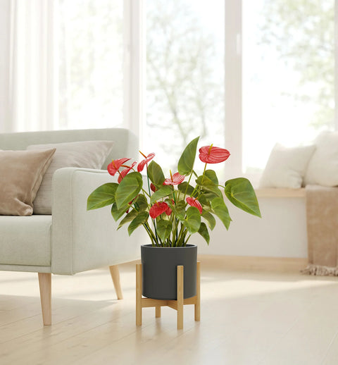 Anthurium Red