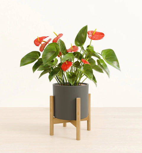 Anthurium Red