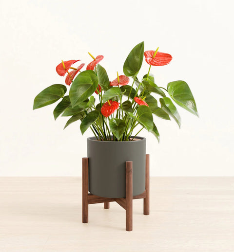 Anthurium Red