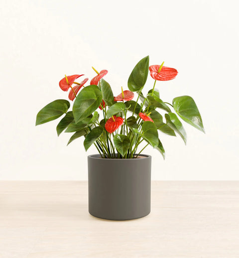 Anthurium Red