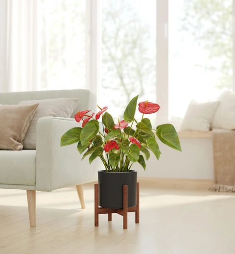 Anthurium Red