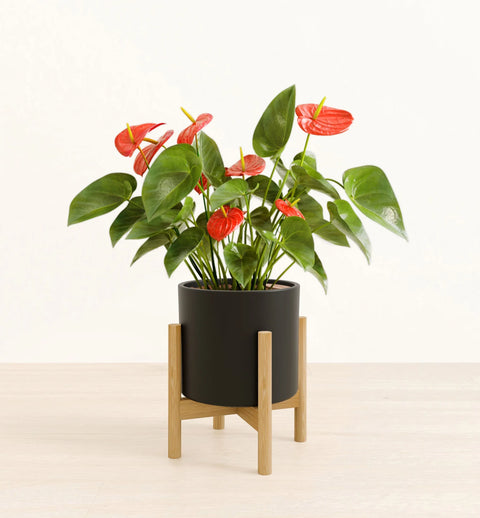 Anthurium Red