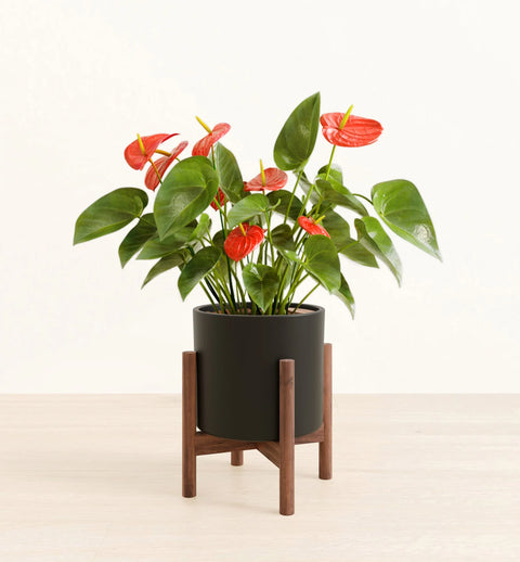 Anthurium Red