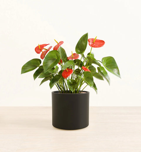 Anthurium Red