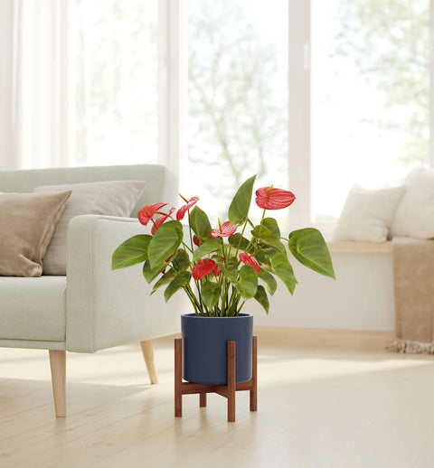Anthurium Red