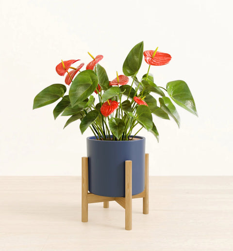 Anthurium Red