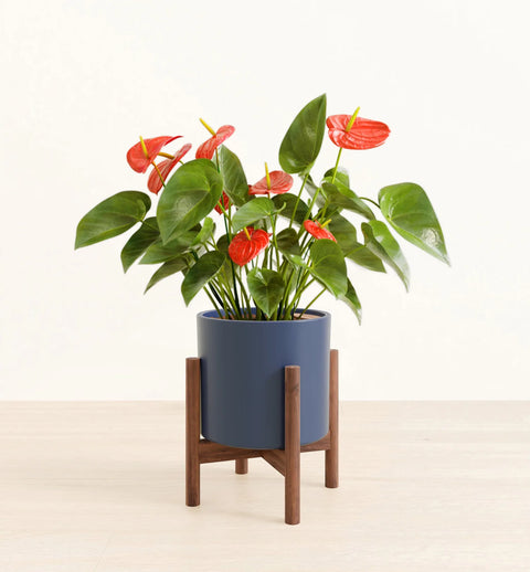 Anthurium Red