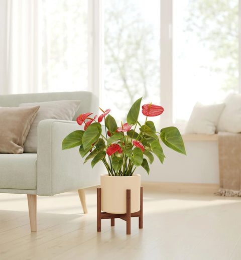 Anthurium Red
