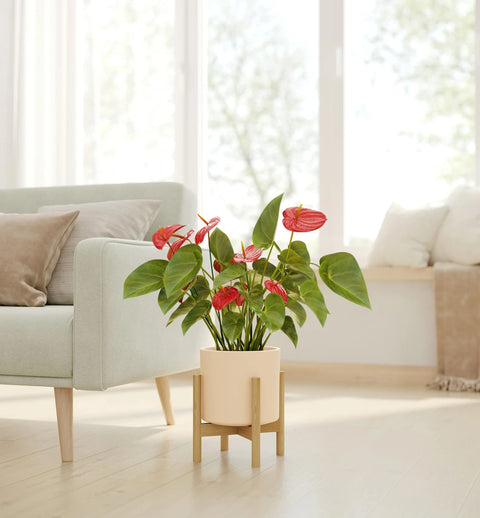 Anthurium Red