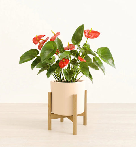 Anthurium Red