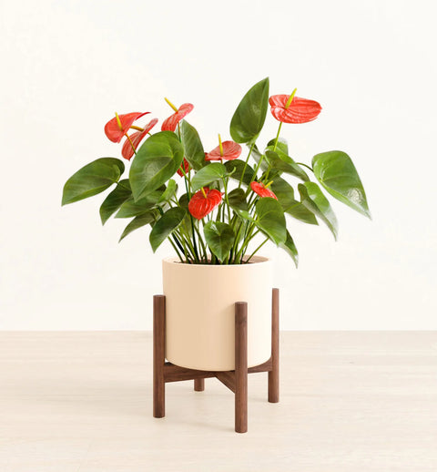 Anthurium Red