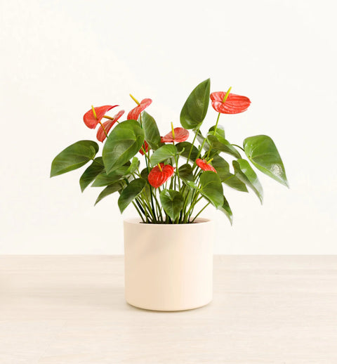 Anthurium Red