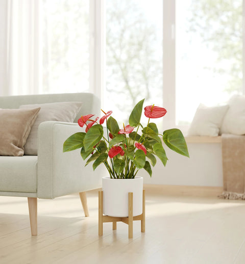 Anthurium Red