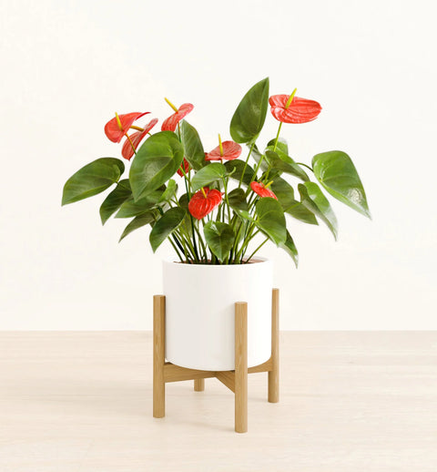 Anthurium Red