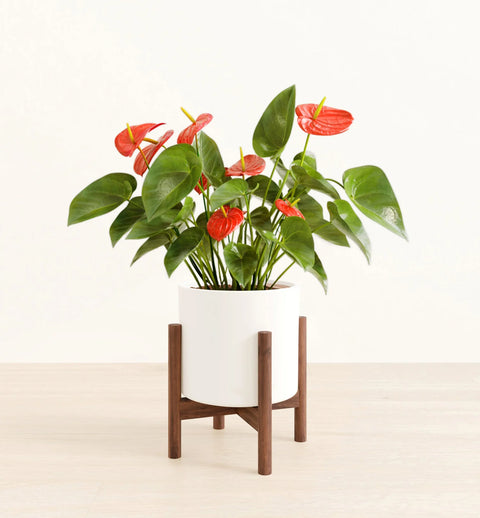 Anthurium Red