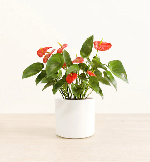 Anthurium Red