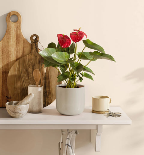 Anthurium Red