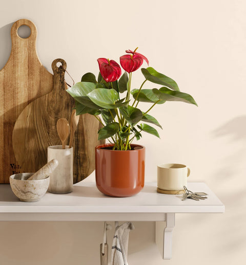 Anthurium Red