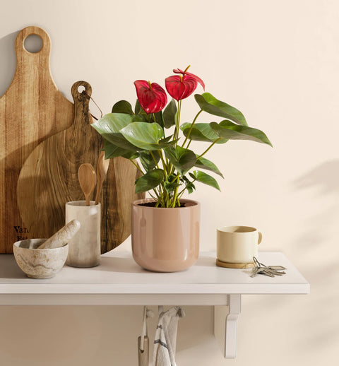 Anthurium Red