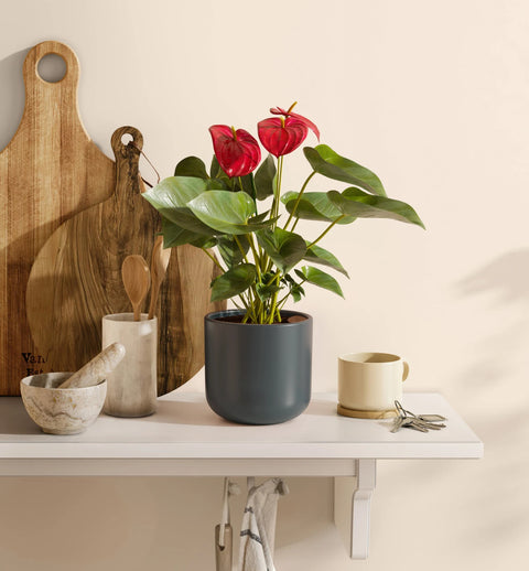 Anthurium Red