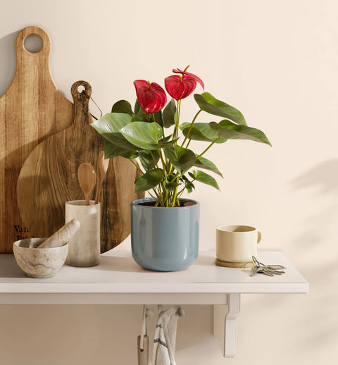 Anthurium Red