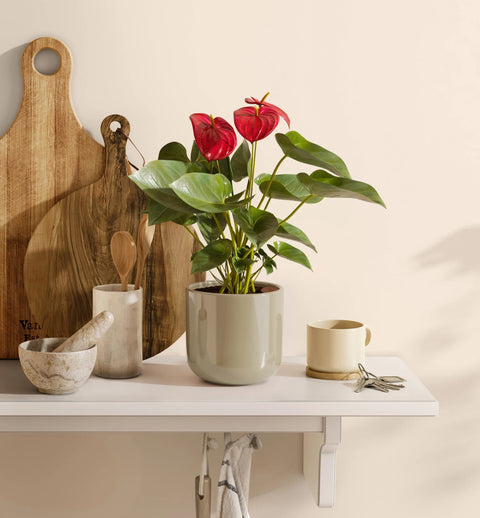 Anthurium Red