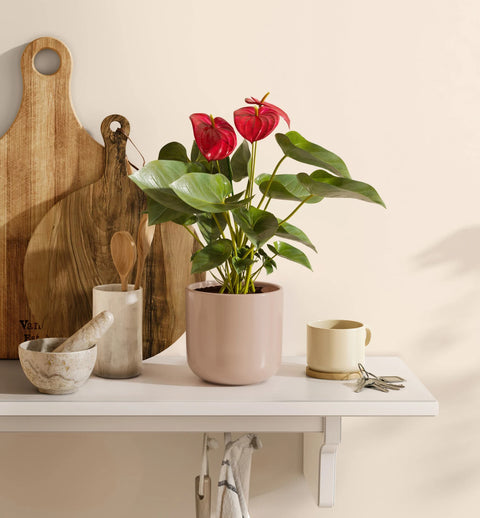 Anthurium Red