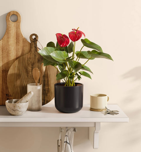 Anthurium Red