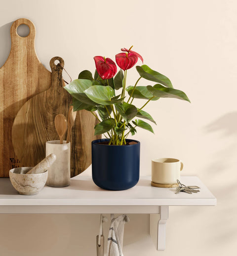 Anthurium Red