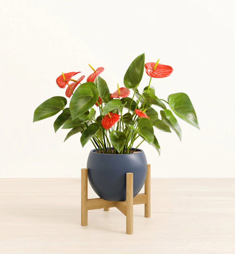 Anthurium Red