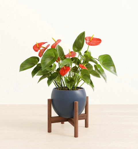 Anthurium Red