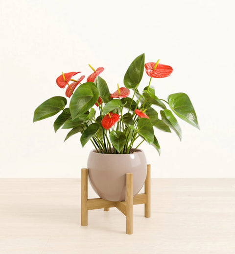 Anthurium Red