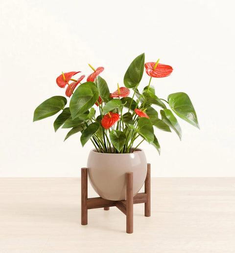 Anthurium Red